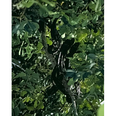 CERATONIA siliqua "Svatojánský chléb" 5 semen