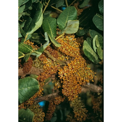 CERATONIA siliqua "Svatojánský chléb" 5 semen