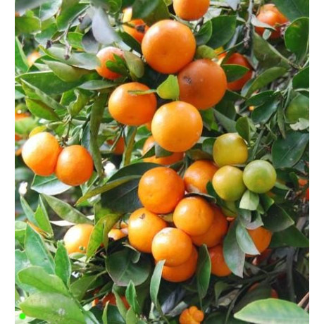 CITRUS mitis (Calamondin) 5 semen