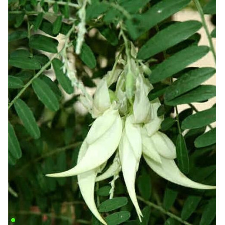 CLIANTHUS  puniceus albus "White Lobster Claw" 5 semen