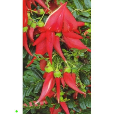 CLIANTHUS puniceus rosea "Lobster Claw" 5 semen