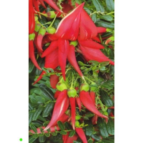 CLIANTHUS puniceus rosea "Lobster Claw" 5 semen