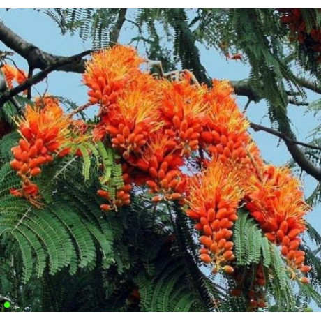 COLVILLEA racemosa "Colville’s Glory" 2 semena