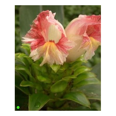 COSTUS guanaiensis "Spiral Ginger" 5 semen