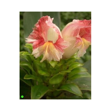 COSTUS guanaiensis "Spiral Ginger" 5 semen