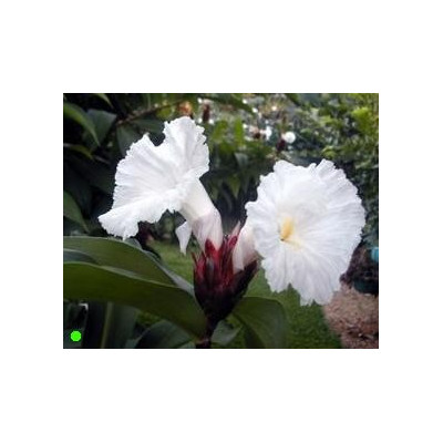 COSTUS speciosus "Crepe Ginger" 8 semen