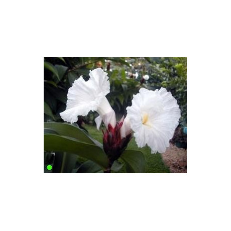 COSTUS speciosus "Crepe Ginger" 8 semen