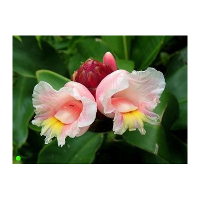 COSTUS spiralis "Spiral Ginger" 5 semen