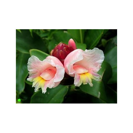 COSTUS spiralis "Spiral Ginger" 5 semen