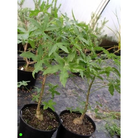 CUSSONIA natalensis 4 semena