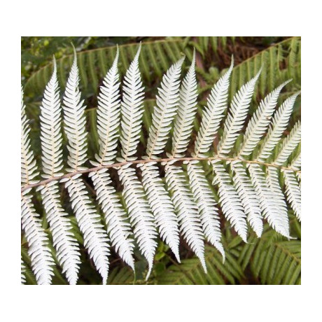 CYATHEA dealbata "Stříbrná kapradina" (porce)
