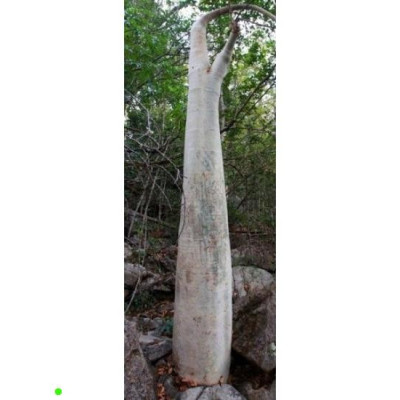 CYPHOSTEMMA roseiglandulosum 2 semena