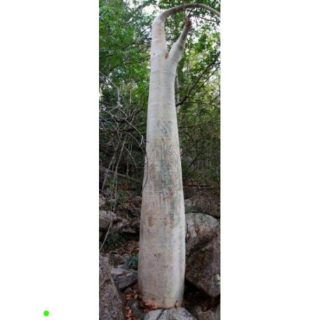 CYPHOSTEMMA roseiglandulosum 2 semena