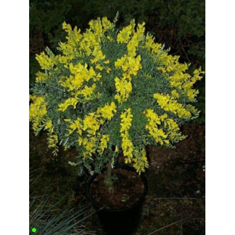 CYTISUS racemosus 10 semen