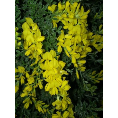 CYTISUS racemosus 10 semen