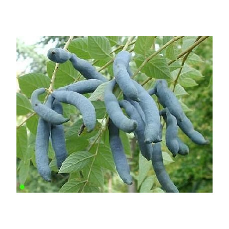 DECAISNEA fargesii 3 semena