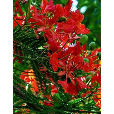 DELONIX regia"Ohńový strom"  5 semen