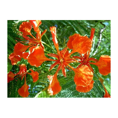 DELONIX regia"Ohńový strom"  5 semen