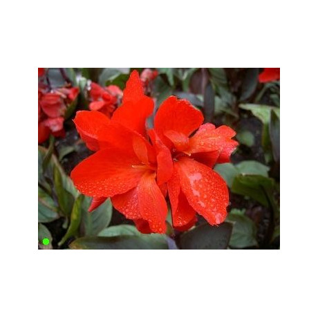 CANNA indica 5 semen 