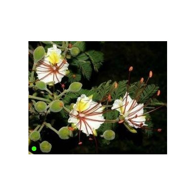 DELONIX elata "White Poinciana" 4 semena