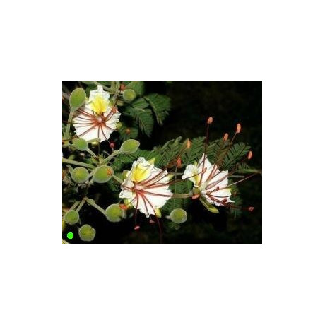 DELONIX elata "White Poinciana" 4 semena