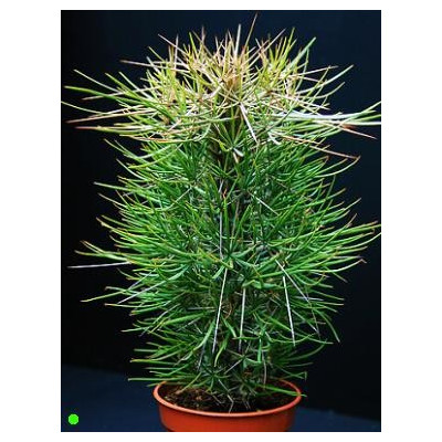 DIDIEREA madagascariensis "Chobotnicový strom" 3 semena