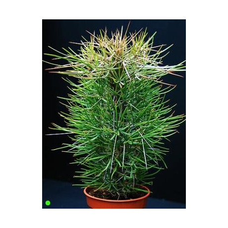 DIDIEREA madagascariensis "Chobotnicový strom" 3 semena