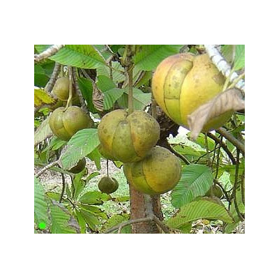 DILLENIA indica "Sloní jablko" 10 semen