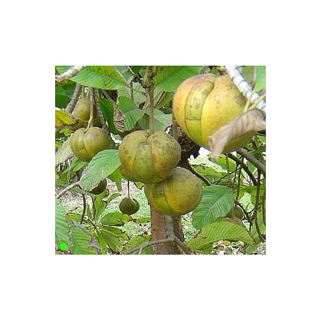 DILLENIA indica "Sloní jablko" 10 semen