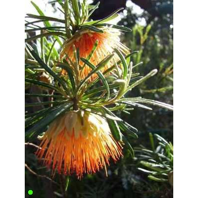 DIPLOLAENA angustifolia 20 semen