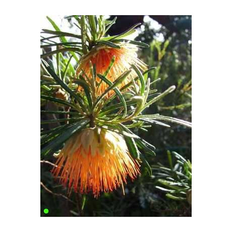 DIPLOLAENA angustifolia 20 semen