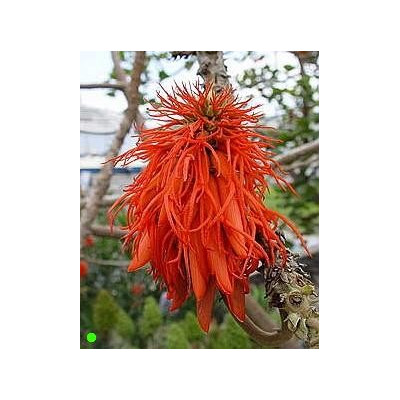 ERYTHRINA abyssinica "Korálový strom" 3 semena