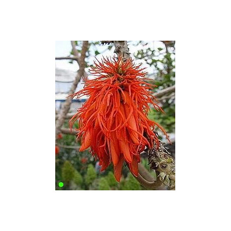 ERYTHRINA abyssinica "Korálový strom" 3 semena
