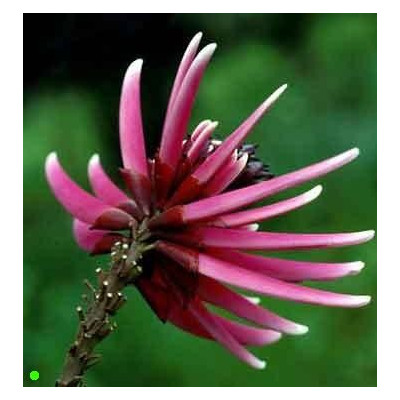 ERYTHRINA amazonica "Amazonský korálový strom" 3 semena