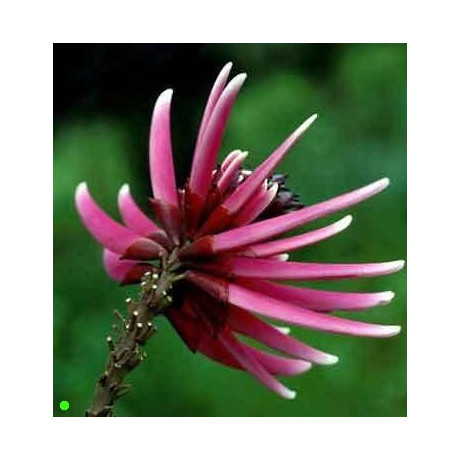 ERYTHRINA amazonica "Amazonský korálový strom" 3 semena