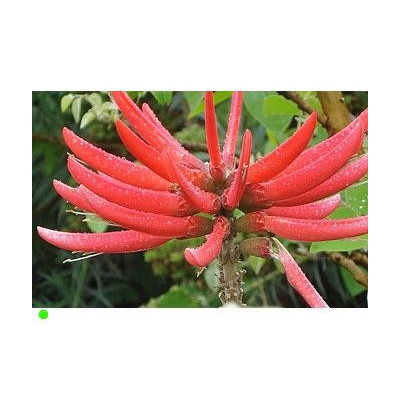 ERYTHRINA coralloides "Mexický korálový strom" 3 semena