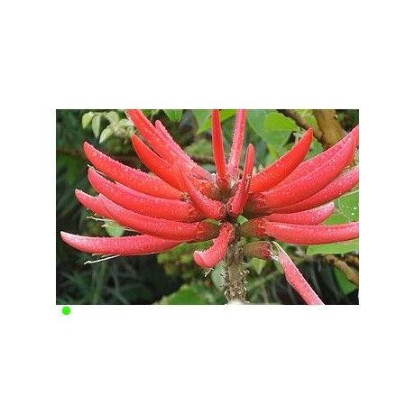 ERYTHRINA coralloides "Mexický korálový strom" 3 semena