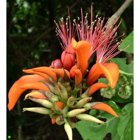 ERYTHRINA variegata "Korálový strom" 3 semena