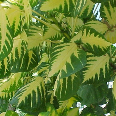 ERYTHRINA variegata "Korálový strom" 3 semena