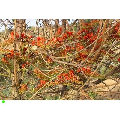 ERYTHRINA vespertilio "Korálový strom" 2 semena