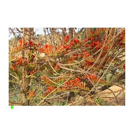 ERYTHRINA vespertilio "Korálový strom" 2 semena