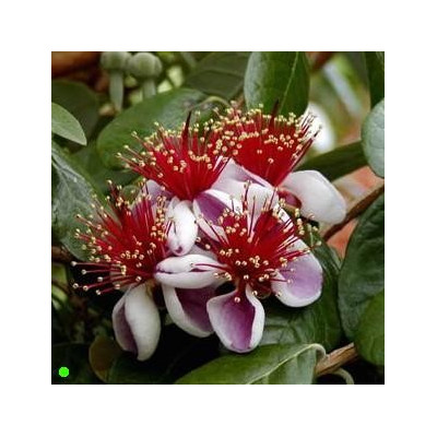FEIJOA sellowiana "Pineapple Guava" 8 semen