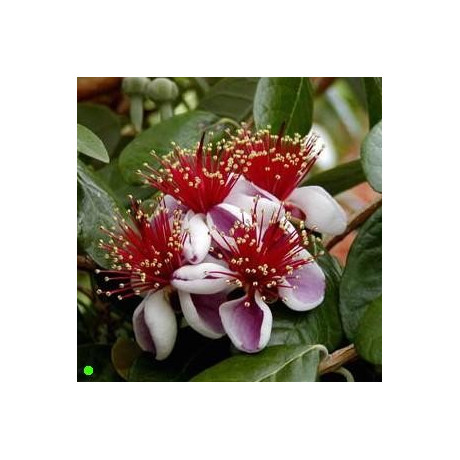 FEIJOA sellowiana "Pineapple Guava" 8 semen