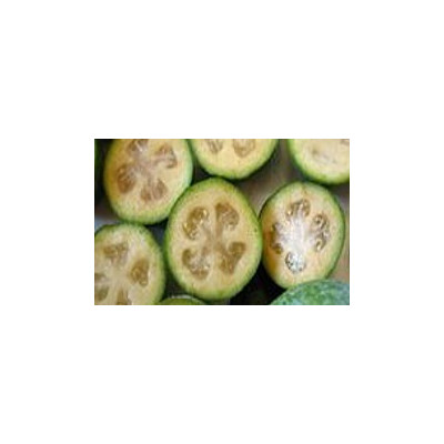 FEIJOA sellowiana "Pineapple Guava" 8 semen