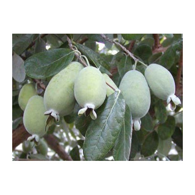 FEIJOA sellowiana "Pineapple Guava" 8 semen