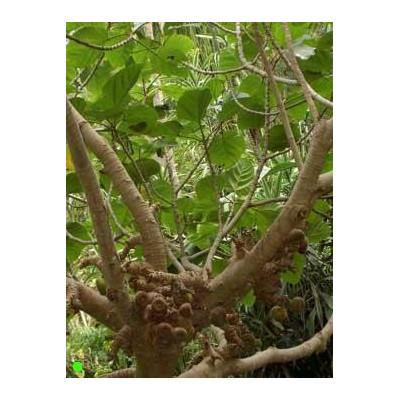 FICUS auriculata 20 semen
