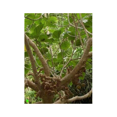 FICUS auriculata 20 semen