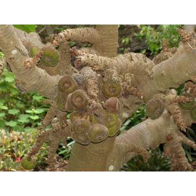 FICUS auriculata 20 semen