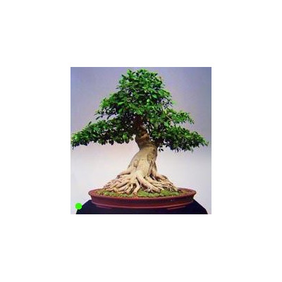 FICUS macrophylla "Moreton Bay Fig" 30 semen