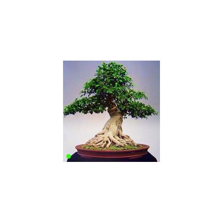 FICUS macrophylla "Moreton Bay Fig" 30 semen
